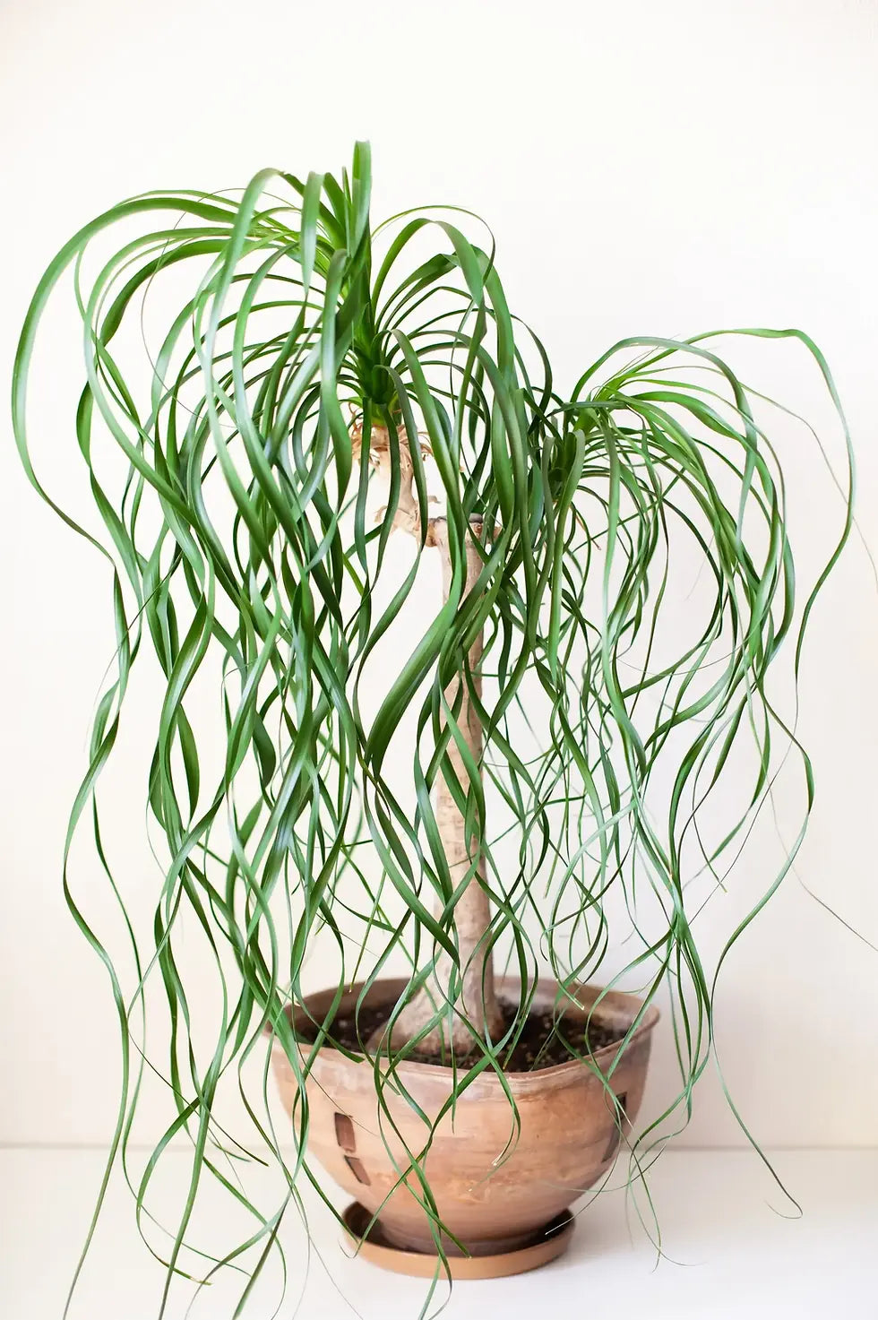 Ponytail Palm Beaucarnea recurvata sculptural