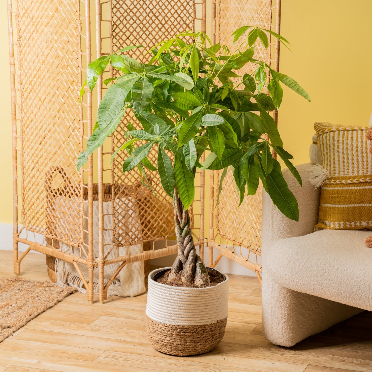 Money Tree Pachira aquatica braided