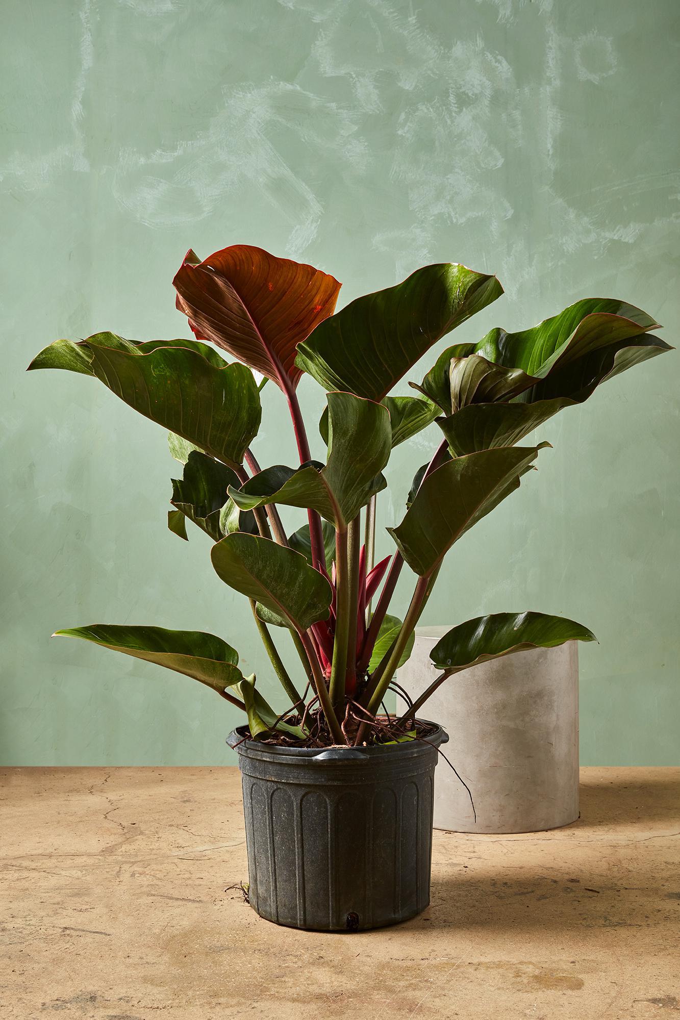 Philodendron Red Congo