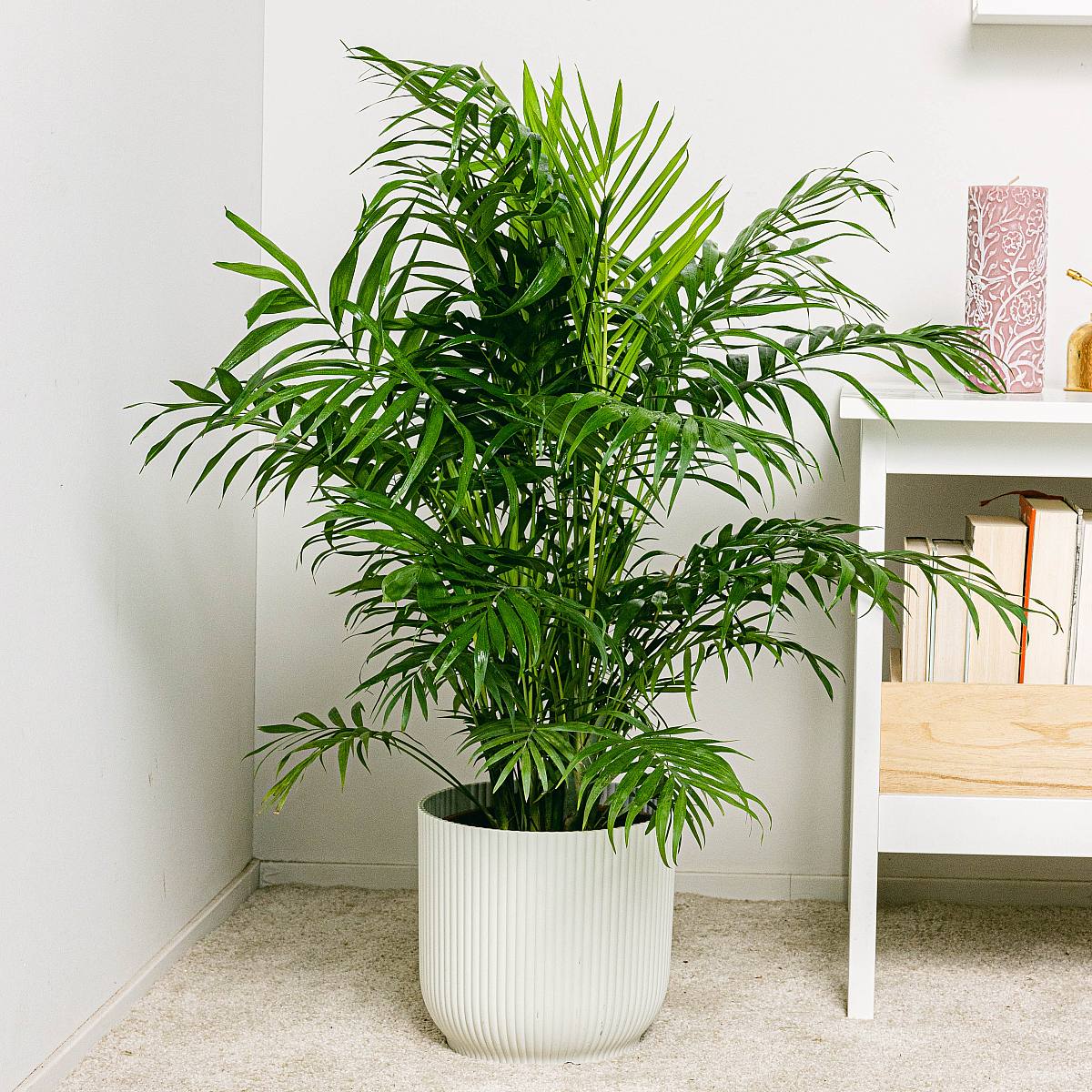 Parlor Palm Chamaedorea elegans pet safe