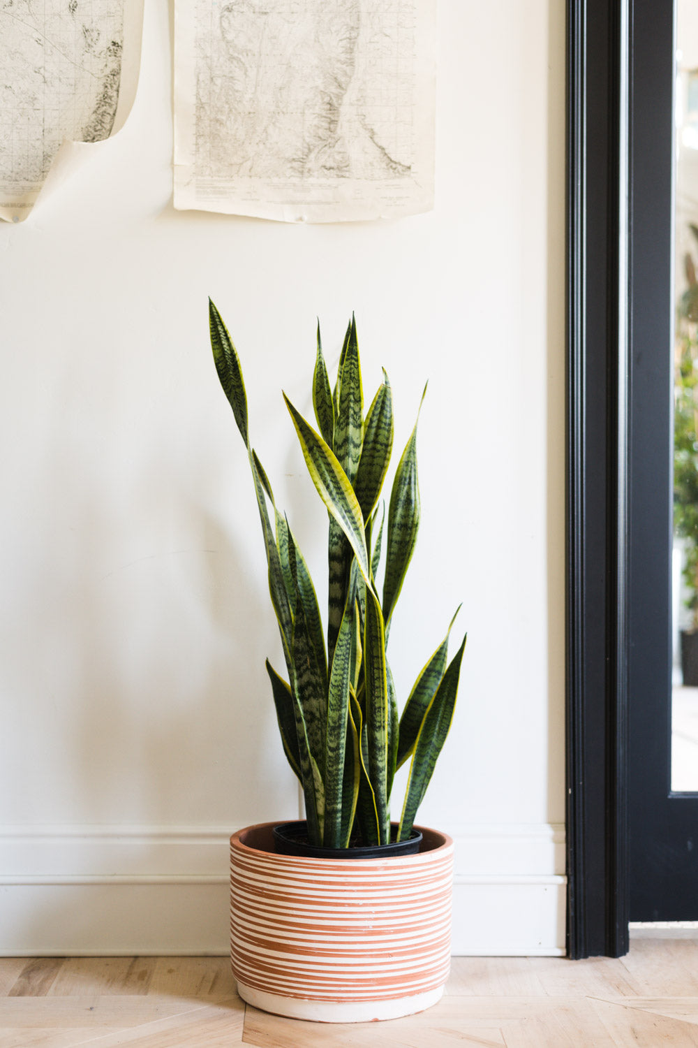 Snake Plant Sansevieria houseplant
