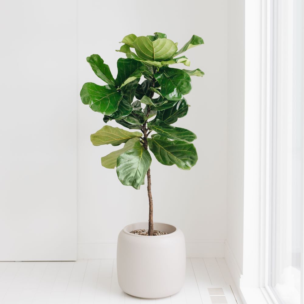 Fiddle Leaf Fig Ficus lyrata statement plant