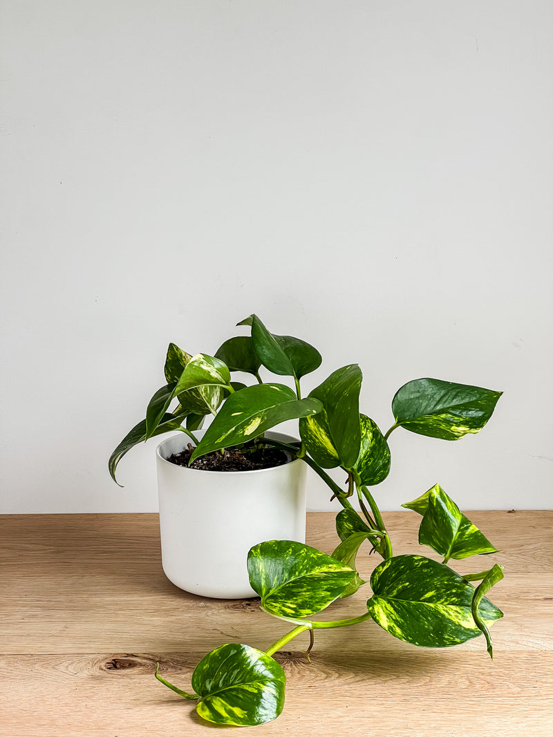 Golden Pothos trailing houseplant