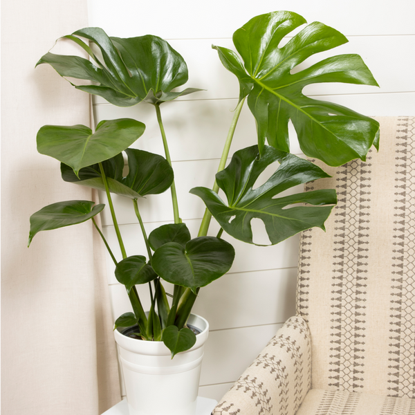 Monstera Deliciosa Swiss Cheese Plant