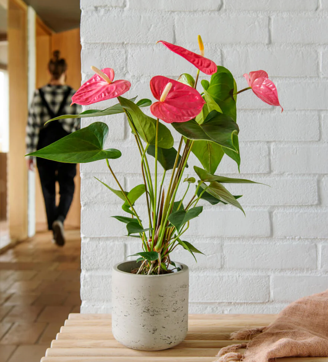 Anthurium red heart shaped flowers