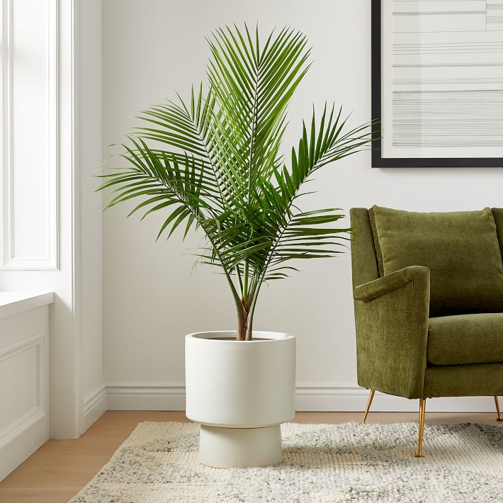 Majestic Palm with graceful arching fronds. Large tropical statement plant that creates resort vibes and purifies air.