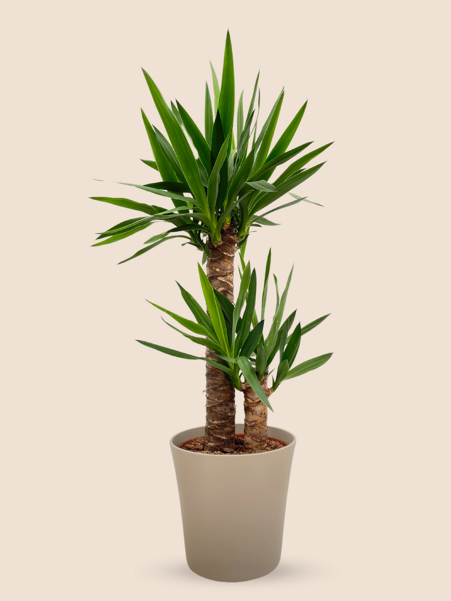 Yucca