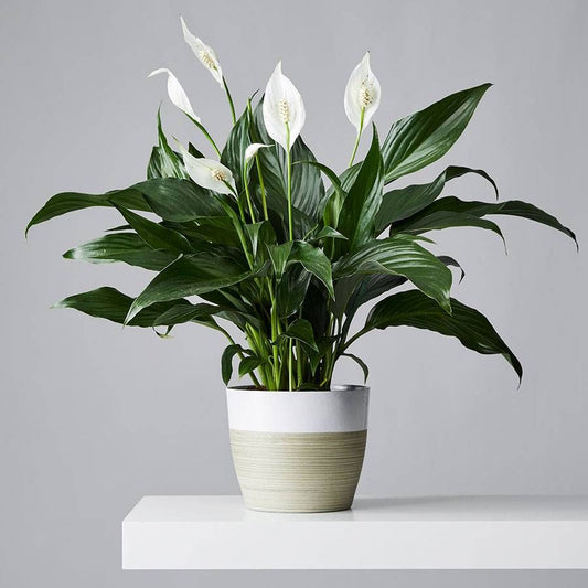 Peace Lily Spathiphyllum white flowers