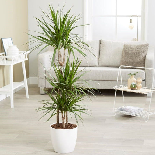 DRACAENA-MARG-LG