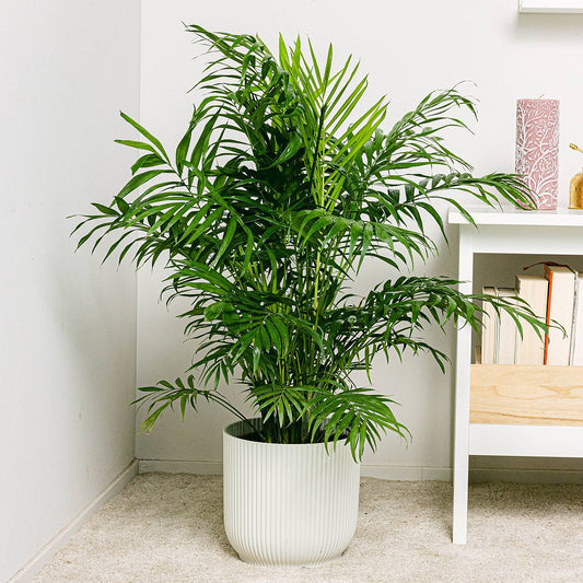 Parlor Palm Chamaedorea elegans pet safe