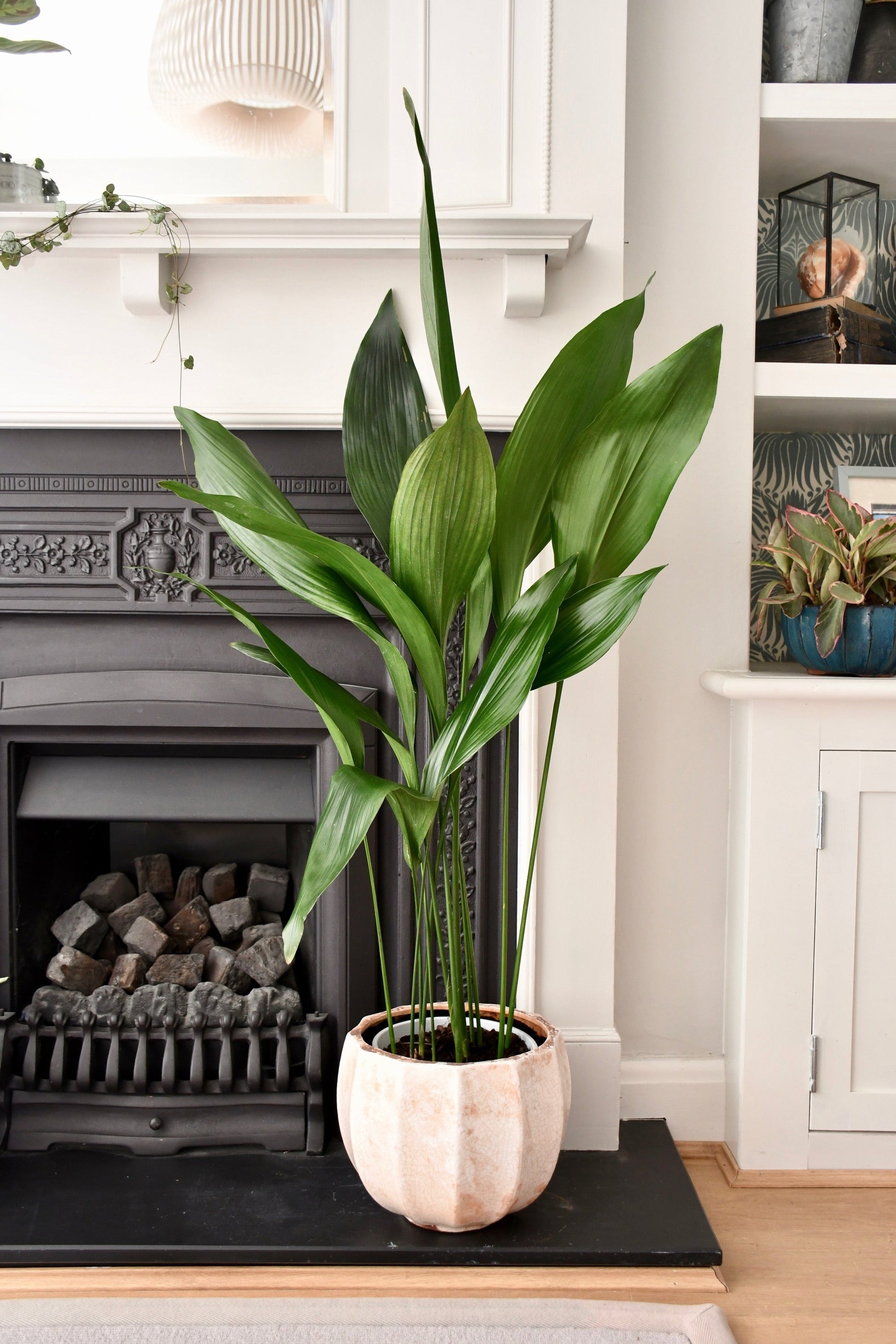 Cast iron plant with beautiful leaves, setting with the sun at a table