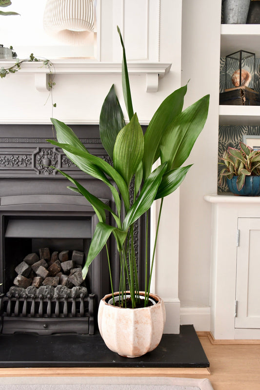 Cast iron plant with beautiful leaves, setting with the sun at a table