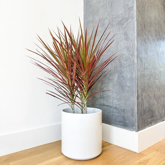 Dracaena Marginata (Colorama)