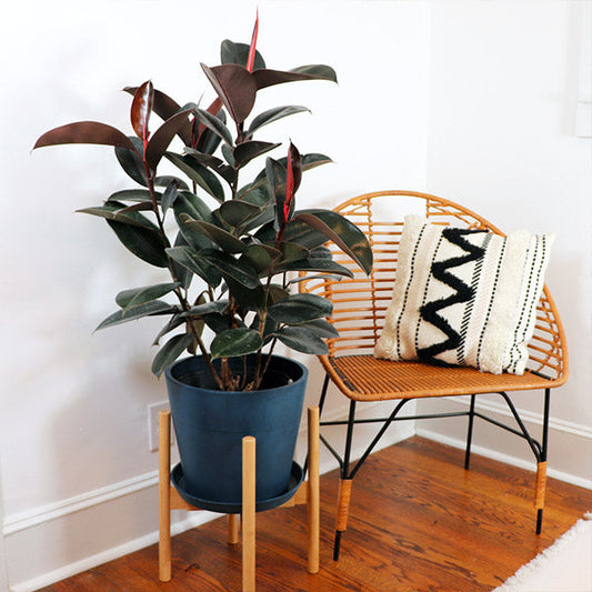 Ficus Burgundy - Dramatic Dark Burgundy Rubber Plant | SOLOMBRA