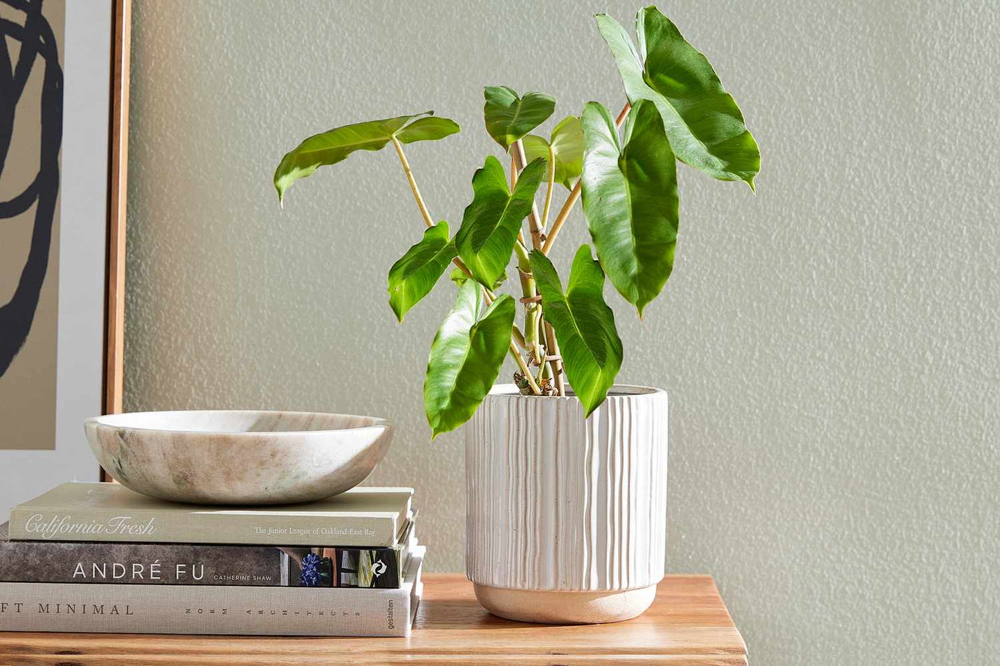 Philodendron Burle Marx heart shaped leaves