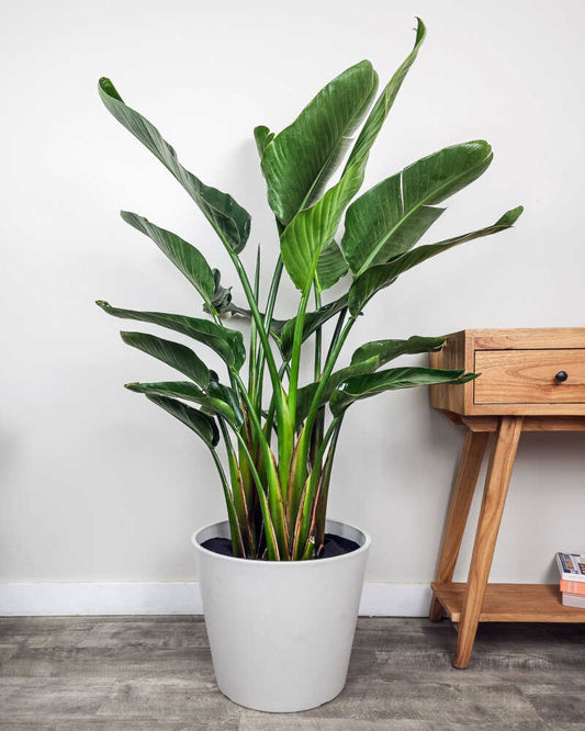Bird of Paradise Strelitzia large leaves