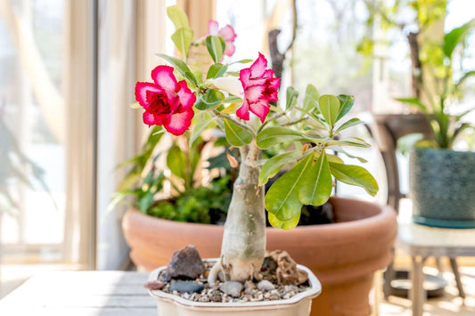 Desert Rose