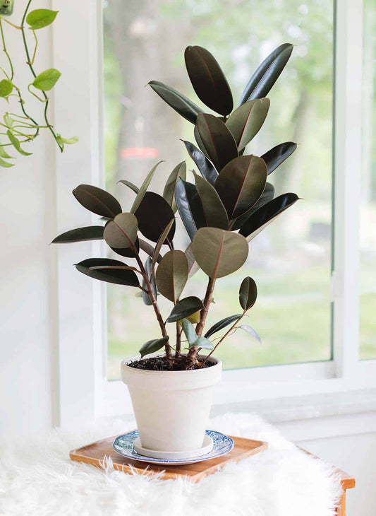 Rubber Tree Ficus elastica houseplant